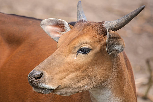 istock Portrait of a Banteng 522850441