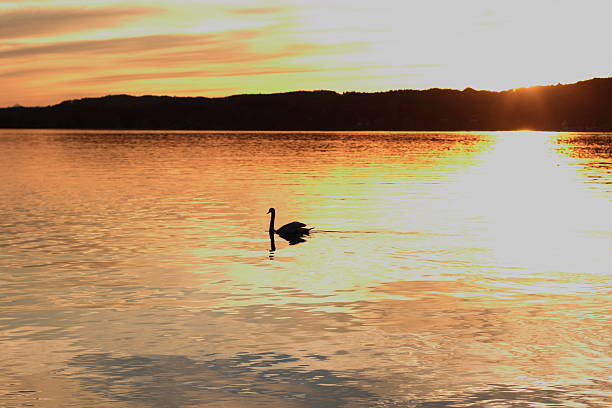 istock Lonely swan floats on lake at sunset 522850461