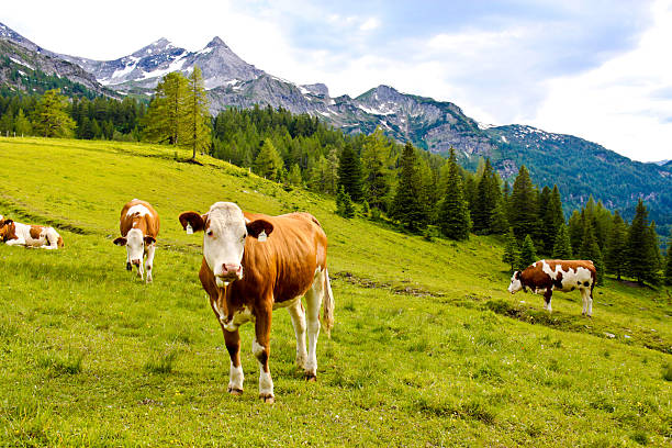vacas en un puerto alpino meadow - mountain pastures fotografías e imágenes de stock