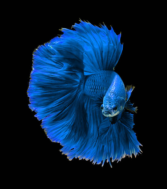 istock Blue dragon siamese fighting fish, betta fish isolated on black 522851046