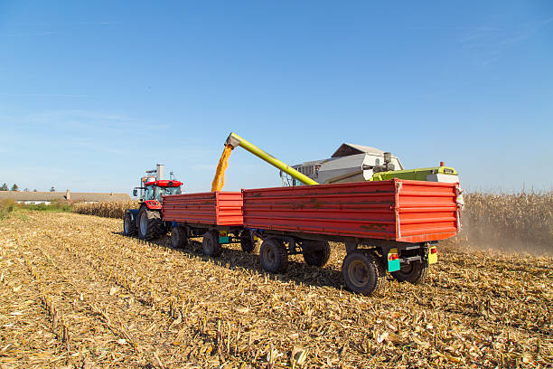 istock Combine harvesting corn and unloading grains in to tractor trailer. 522851195