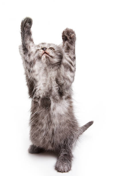 istock Gray fluffy cat with a raised paw (isolated on white) 522851548
