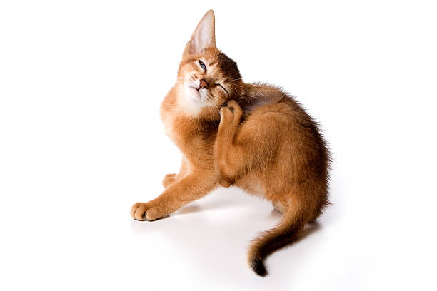 Ginger kitten Abyssinian (isolated on white) stock photo