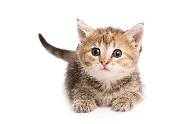 Ginger tabby kitten looking at the camera (isolated on white) stock photo