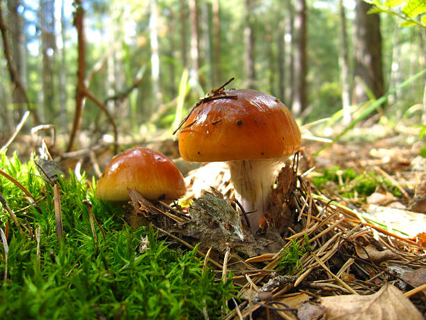 아름다운 젊은 플라이에는 들 버섯 숲 속에서 - 독우산광대버섯 이미지 뉴스 사진 이미지