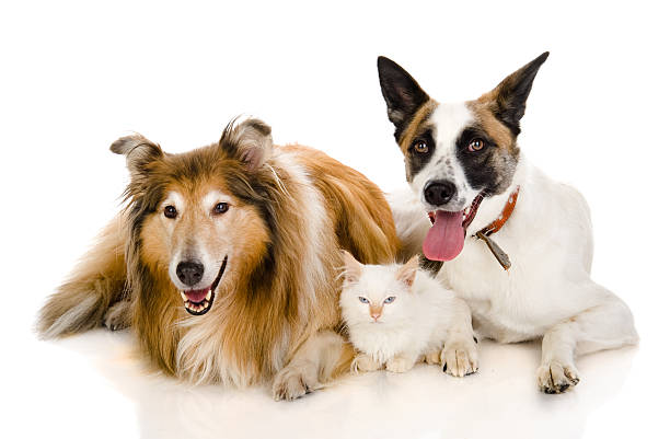 istock two adult dogs and tiny kitten. isolated on white background 522852660
