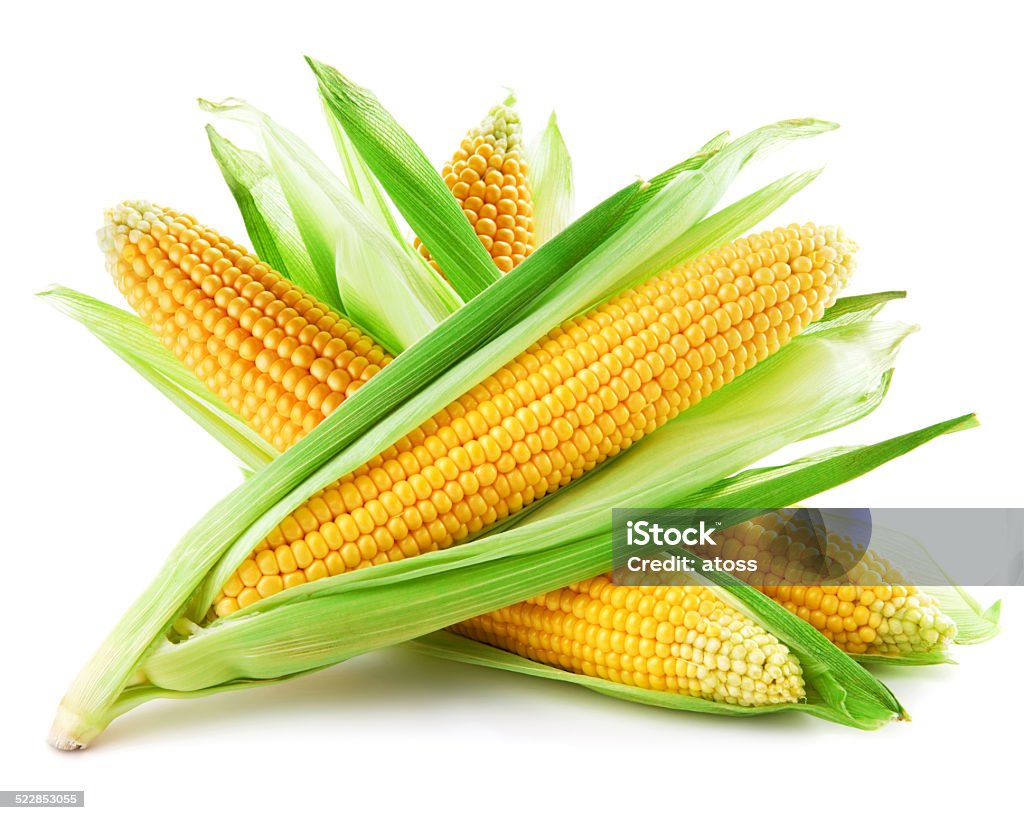 corn corn isolated on a white background Cereal Plant Stock Photo