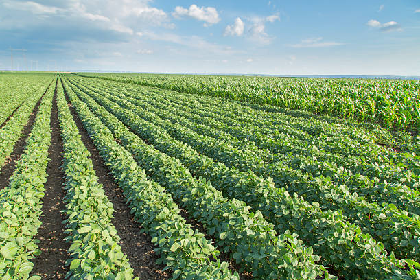istock Soybean field ripening, agricultural landscape 522853159