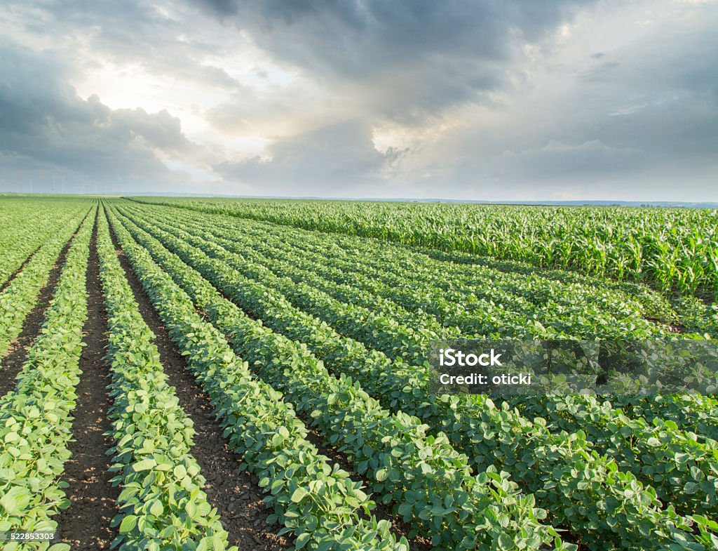 Campo de soja, agrícolas maturação - Foto de stock de Agricultura royalty-free