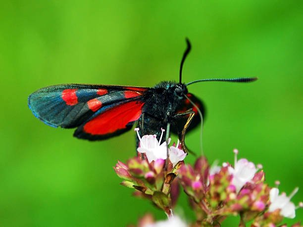 Black spotted butterfly Red black butterfly (Zygaena ephialtes) zygaena ephialtes stock pictures, royalty-free photos & images