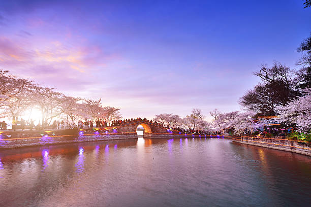 istock Cherry Blossoms Lush Open Season 522853706