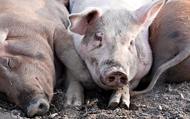 big pigs laying on the ground