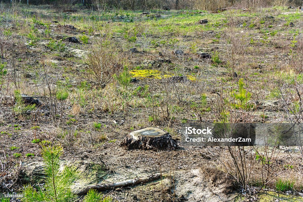 Clearing Landscape with a clearing glade At The Edge Of Stock Photo