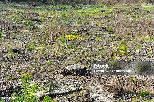 Clearing Stock Photo - Download Image Now - At The Edge Of, Branch - Plant Part, Bush