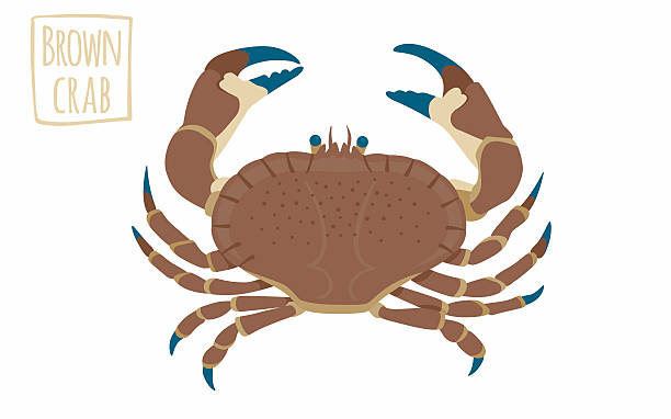 Brown crab, vector cartoon illustration Brown crab, vector cartoon illustration decapoda stock illustrations