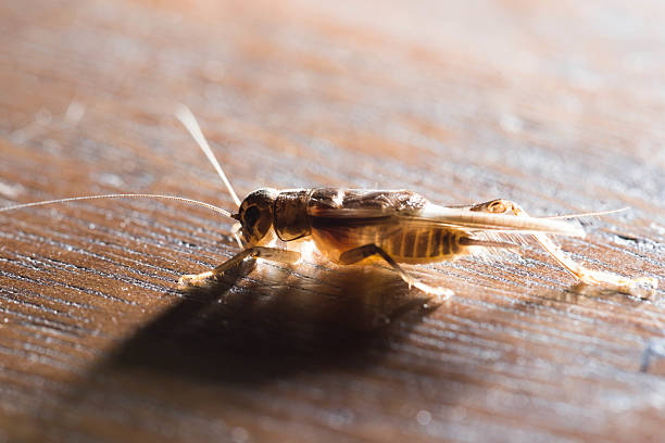 cricket Cricket perched on a wooden floor in the house. house crickets stock pictures, royalty-free photos & images