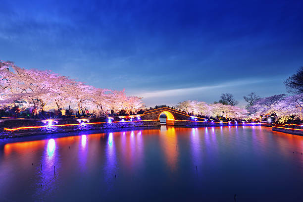 istock Cherry Blossoms Lush Open Season 522855072