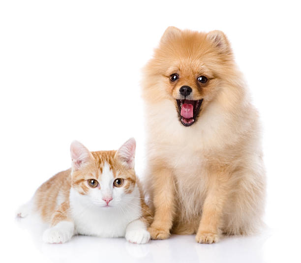 istock orange cat and dog looking at camera. 522855248