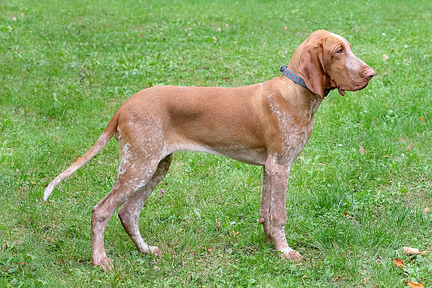 istock Italian Poiting Dog in the garden 522855251