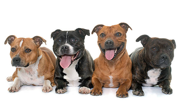 istock stafforshire bull terriers 522855870