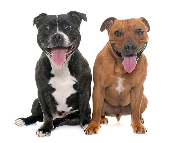istock stafforshire bull terriers 522855958