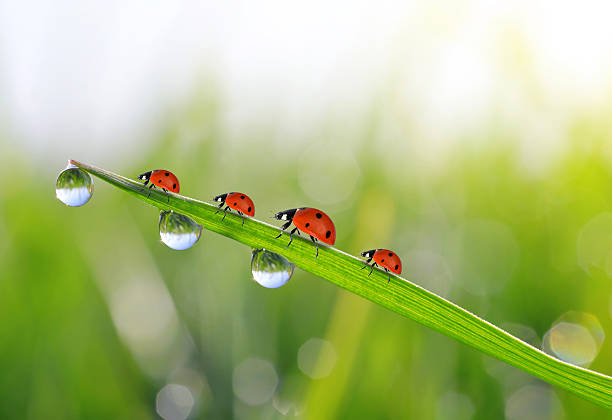 frischen grünen gras mit morgentau und ladybirds - ladybug nature spring drop stock-fotos und bilder