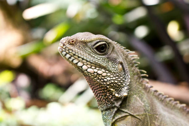 istock Close Up of an Asian Water Lizard 522856890