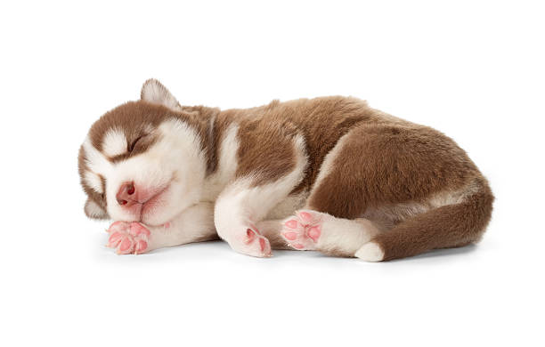 Newborn Siberian Husky puppy sleeping on paw Sweet Siberian husky puppy. Sleeping, side view, isolated on white. newborn animal stock pictures, royalty-free photos & images