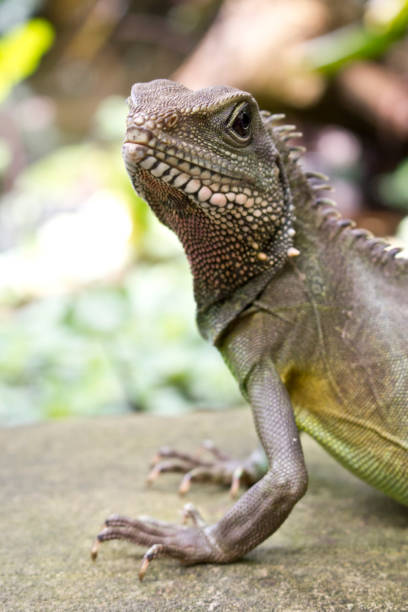 Close Up of an Asian Water Lizard