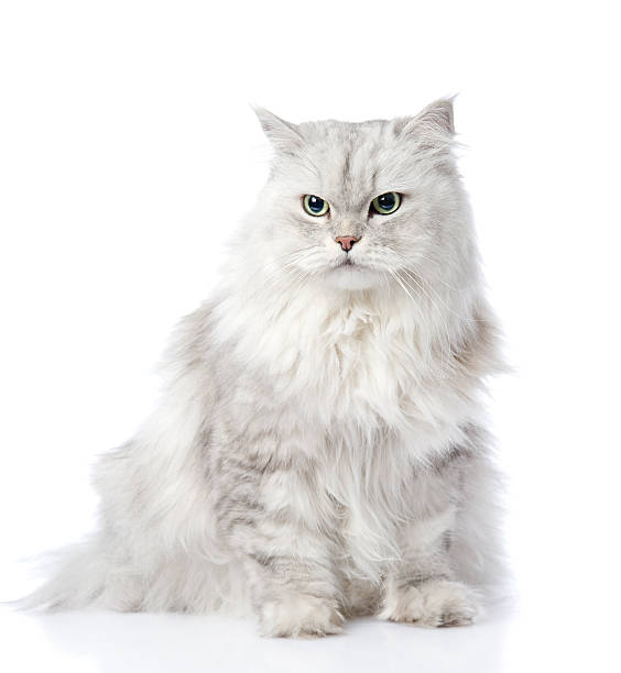 istock gray persian cat looking away. isolated on white background 522857756