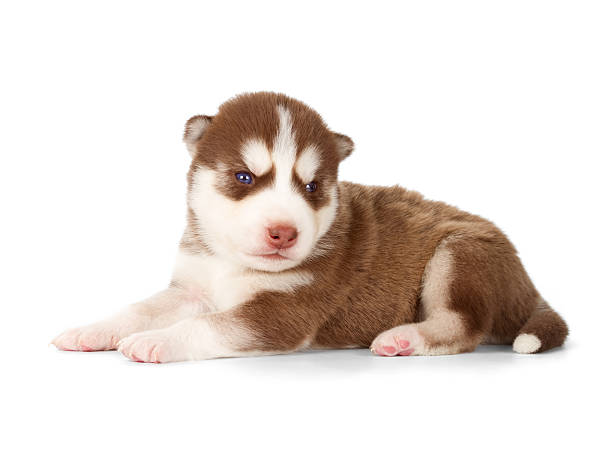 istock Siberian husky cooper red puppy 522858184