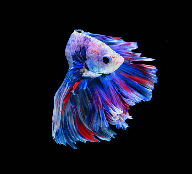 istock Red and blue siamese fighting fish, betta fish isolated 522859208