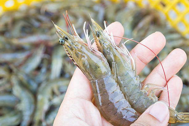 istock hand holding a fresh shrimp at seafood market 522859602