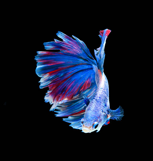istock Red and blue siamese fighting fish, betta fish isolated 522859842