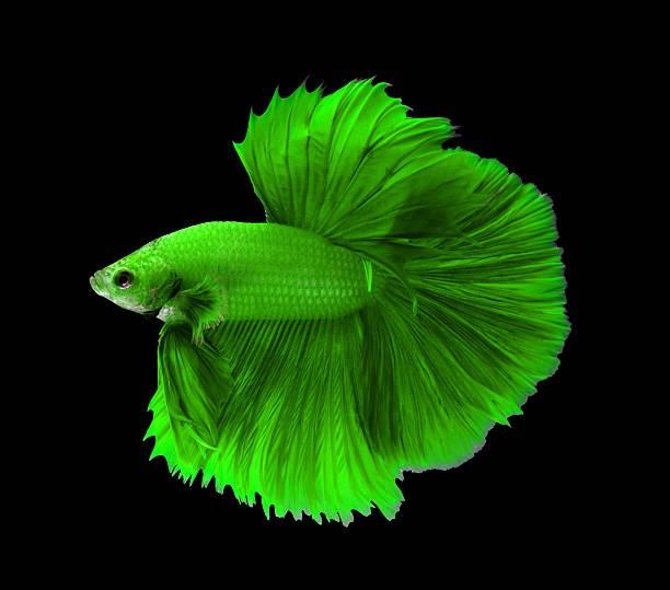 зеленый бойцовая рыбка, halfmoon рыба изолированного на blac бетта - fish siamese fighting fish isolated multi colored стоковые фото и изображения
