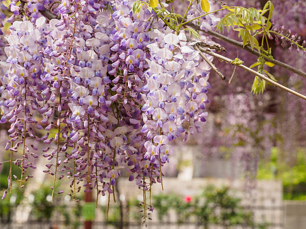 istock Spring flowers series, wisteria trellis 522860446