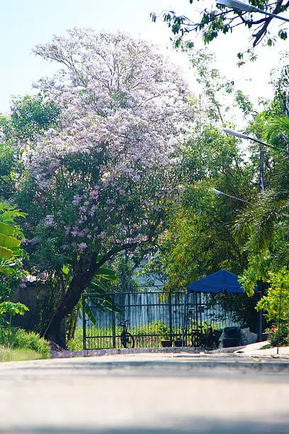 Tree named Giant crape-myrtle, Queen's crape-myrtle, Banaba plant for Philippines, or Pride of India, or Binomial name as Lagerstroemia speciosa.