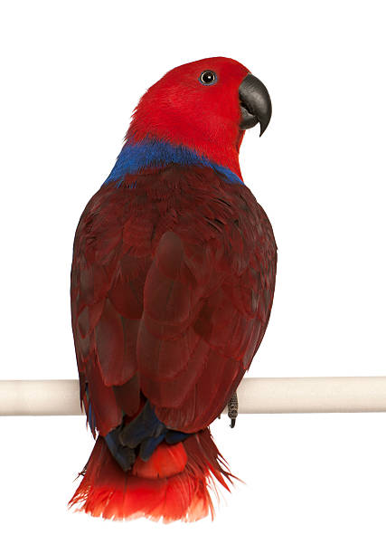 Female Eclectus Parrot, Eclectus roratus, in front of white background