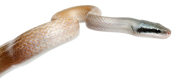 istock Beauty Rat Snake, Orthriophis taeniurus ridleyi, 522862064