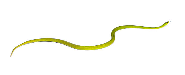 istock Eastern green mamba - Dendroaspis angusticeps, poisonous, white background 522862506