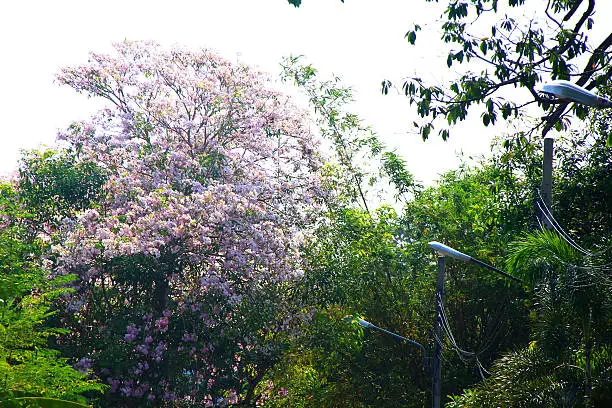 Tree named Giant crape-myrtle, Queen's crape-myrtle, Banaba plant for Philippines, or Pride of India, or Binomial name as Lagerstroemia speciosa.