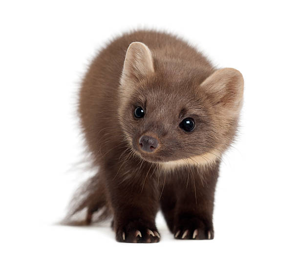 istock European Pine Marten or pine marten, Martes martes standing 522862552