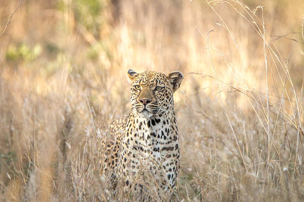 istock Leopard in the grass in the Kruger National Park. 522862848