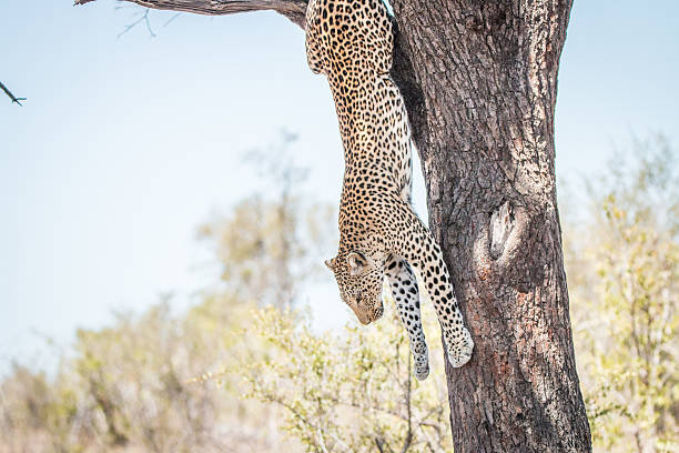 istock Leopard in a tree in the Kruger National Park. 522862968