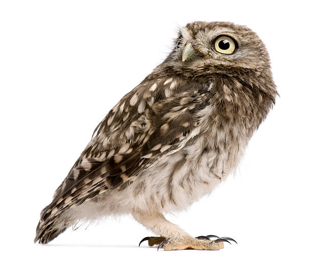 istock Little Owl, 50 days old, Athene noctua, standing 522863064