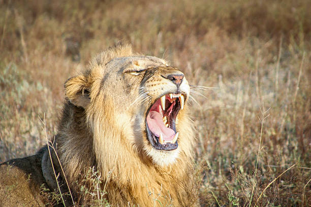 istock Yawning Lion in the Sabi Sands. 522863218