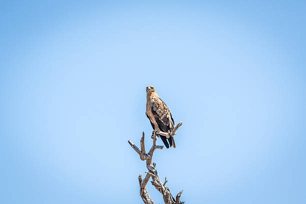 istock Lesser-spotted eagle in a tree in the Kruger National Park. 522863262