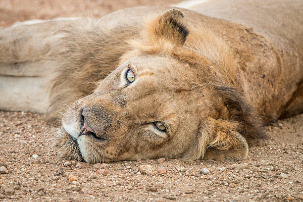 istock Lion laying in the Kapama Game Reserve. 522863326