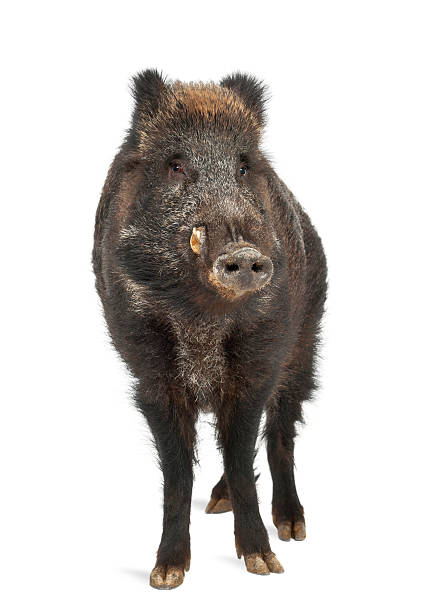 Wild boar, also wild pig, Sus scrofa, 15 years old, portrait standing against white background