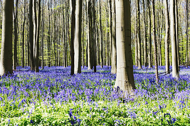istock Blooming bluebells in springtime, Hallerbos,Belgium 522863878